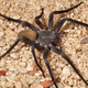 Image: San Diego Natural History Museum
